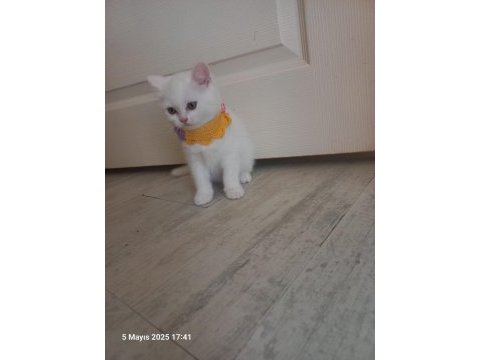 2 aylık british longhair