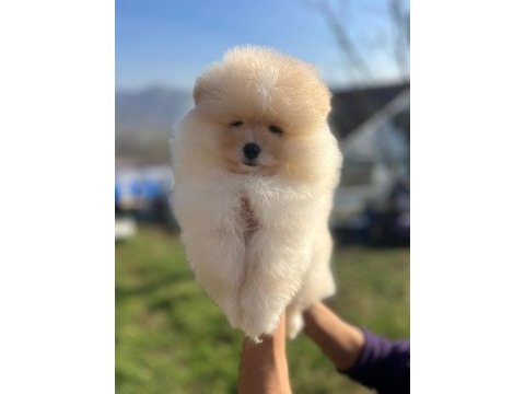Pomeranian boo dişi ve erkek yavrular