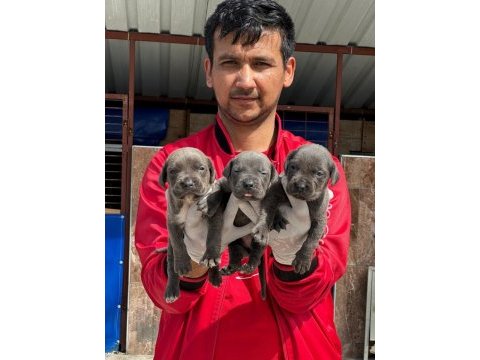 Cane corso yavrular