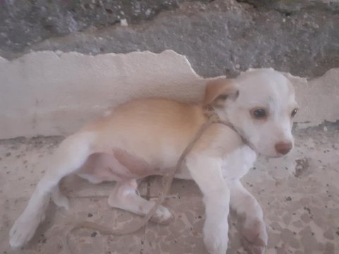Ücretli sahiplendirilecek köpeğimiz