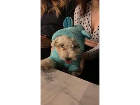 Minnak 0 numara kızım terrier