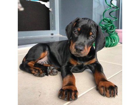 Kalitenin tek adresi instagram referanslı köpekler
