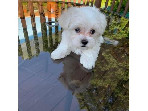 Maltese terrier bebek köpekler