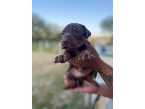 Erkek kızıl doberman yavrular