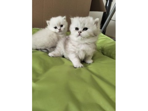 Kalite british longhair pamuk gibi dişi