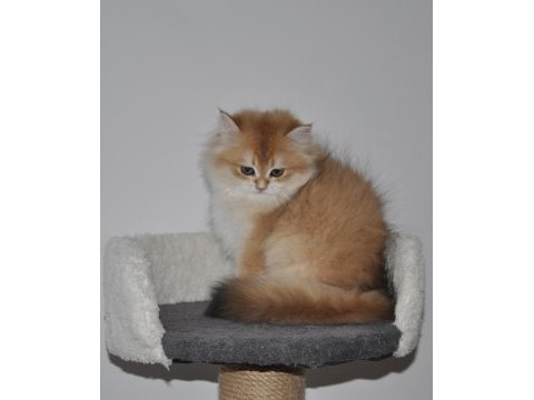 2.5 aylık golden british longhair erkek yavru