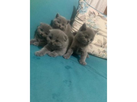 Bristh shorthair ve scotih fold yavrularimiz