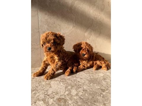 Ruhsatlı kopek çiftliğinden toy poodle yavrularımız