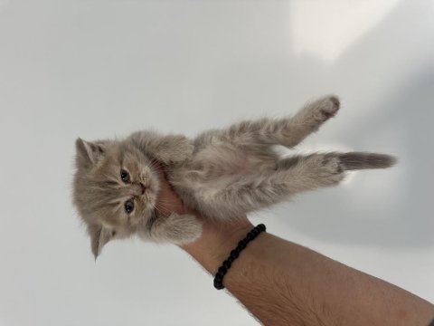 Sağlıklı wc eğitimli british shorthair