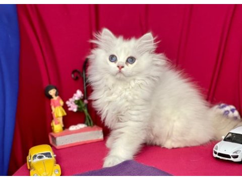 British longhair