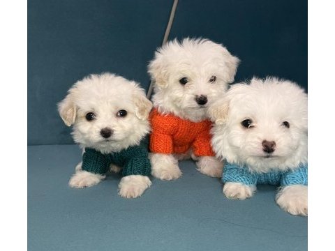 Yok böyle maltese güzellik demeyin vaaarr