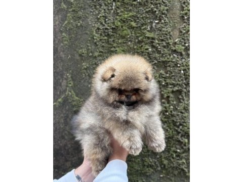 Üst kalite ayıcık surat pomeranian boo