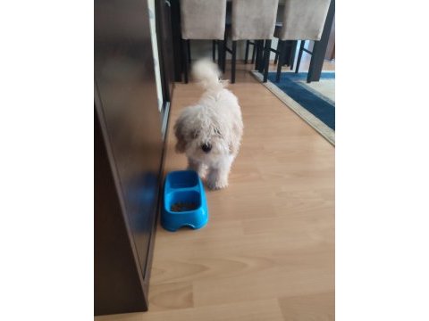 Sevimli toy poodle