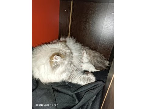 Dişi british longhair kedimiz bella