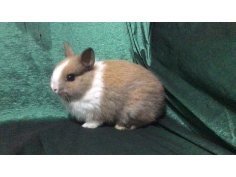 A kalite hollanda lop ve cüce tavşanlarım