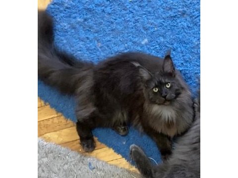 Yetişkin üretim şecereli dişi 2 yaşında maine coon