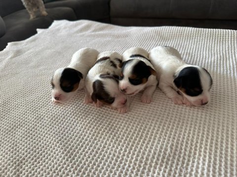 Biewer yorkie 15 günlük (2 aylıkken sahiplendirilecek)