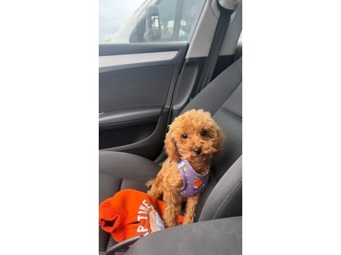 9 aylık toy poodle 1,5 kg orjinal toy