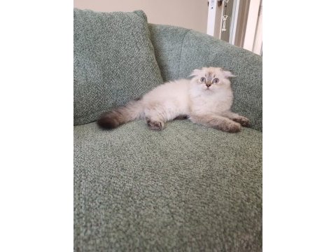 British longhair prenses yuvasını arıyor