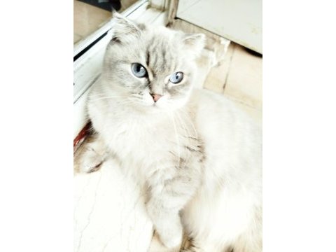 Scottish fold 3 yaşında