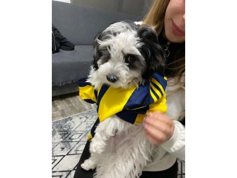 3 aylık erkek morkie terrier