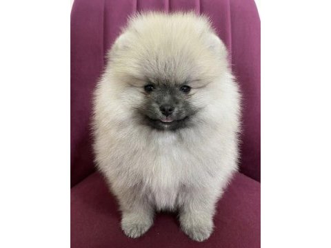 Teddy bear pomeranian boo erkek