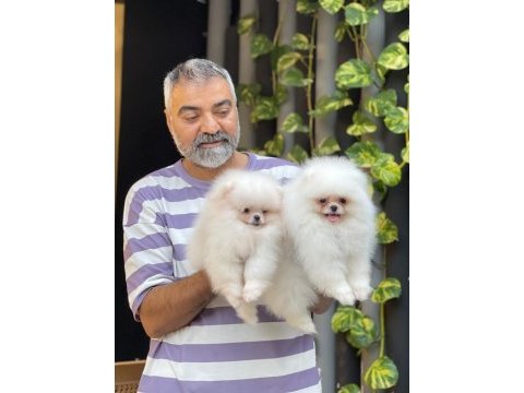Orjinal pomeranian boo