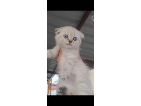 Scottish fold kedimiz