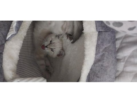 Mükemel renk yavru british shorthair