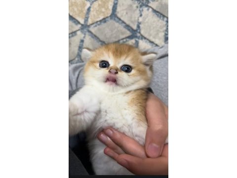 British golden shorthair yavrularımız