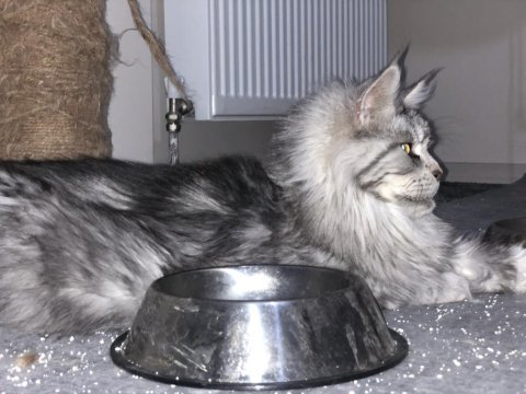 1 erkek ve 4 dişi yetişkin maine coon kedilerim