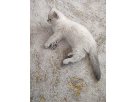 British shorthair bebeğimiz yeni yuvasını arıyor