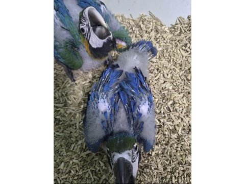 Blue gold macaw bebek çipli