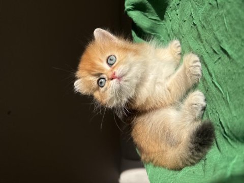 Ny11 golden mükemmel kalite british longhair kedisi