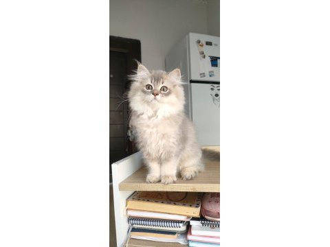 British longhair kedilerim