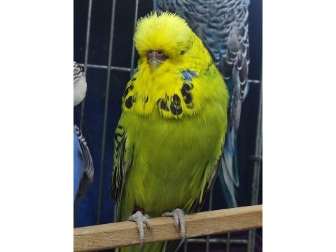 Show jumbo muhabbet kuşu