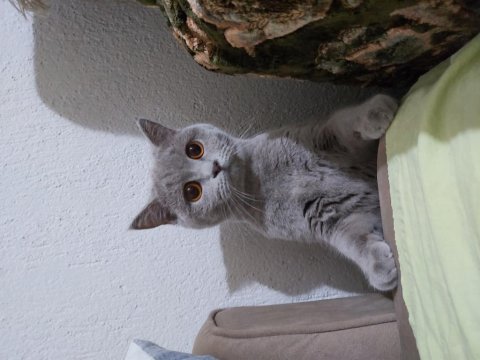Sahiplendirme british shorthair