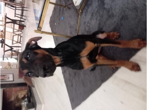 4 aylık estetikli doberman