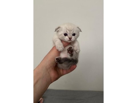 2 aylık british shorthair yavrular