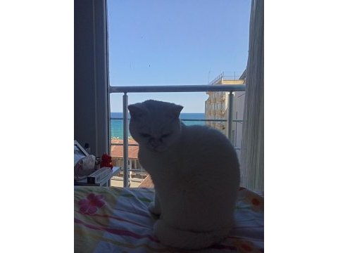 Beyaz british shorthair 1.5 aylık