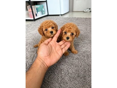 Korea maltipoo teacup bebeklerimiz