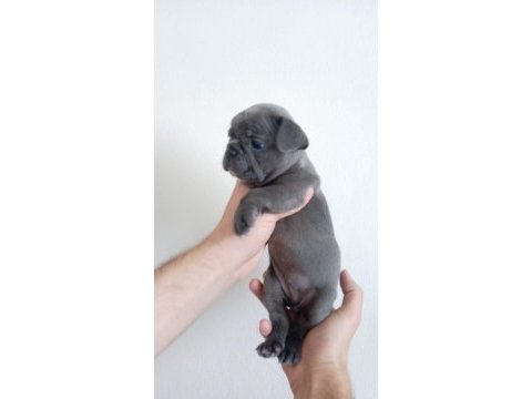 A kalite blue french bulldog yavrumuz