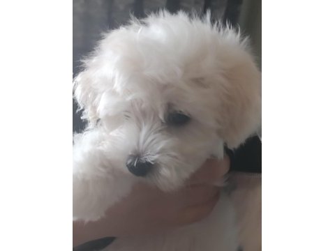 Maltese terrier iki aylıklar