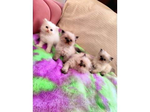 2 aylık dişi ve erkek safkan iran kedisi yavruları