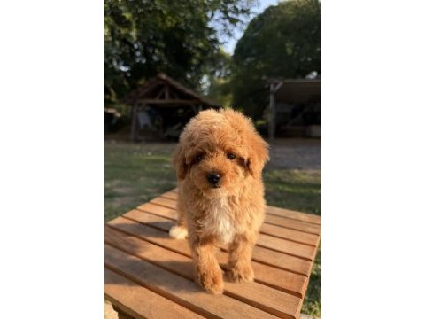 Red maltipoo kızımız