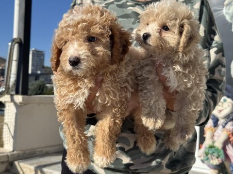 Ankarada ziyarete açık maltipoo yavrularımız