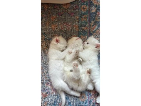 Golden ve beyaz üst kalite cins uzun tüylü kedilerim