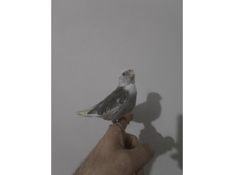 Saf kan albino kırmızı göz sultan papağanı
