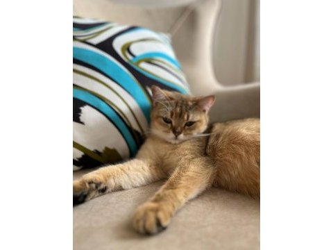British shorthair kızımıza yuva arıyoruz