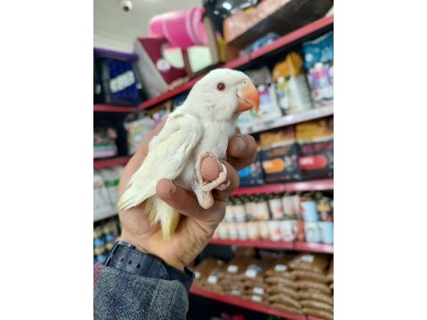 Mavi turkuaz beyaz albino pakistan papağanı